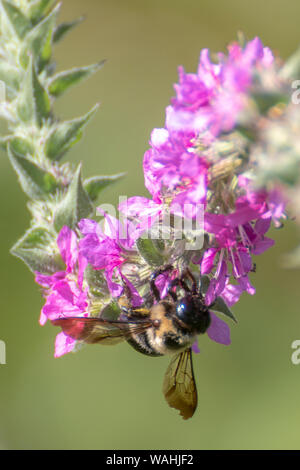 L'Est de l'Abeille charpentière (Xylocopa virginica) pollinizer sur un la salicaire (Lythrum salicaria) pollinisateur Banque D'Images