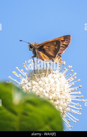 Un adulte Sachem (Atalopedes campestris) papillon sur un céphalanthe occidental (Cephalanthus occidentalis). Banque D'Images