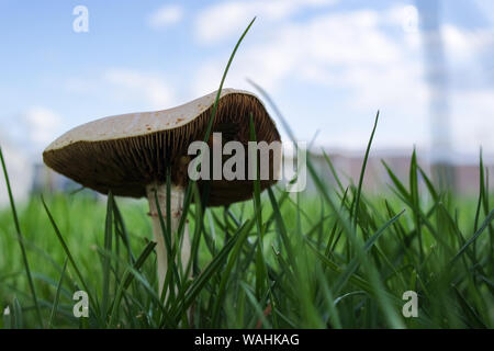 champignon Banque D'Images