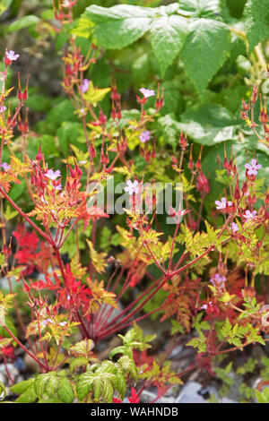 Herb-Robert (Geranium robertianum) fleurit dans les rochers sur la rive de l'Isle au Haut, Maine, USA. Banque D'Images