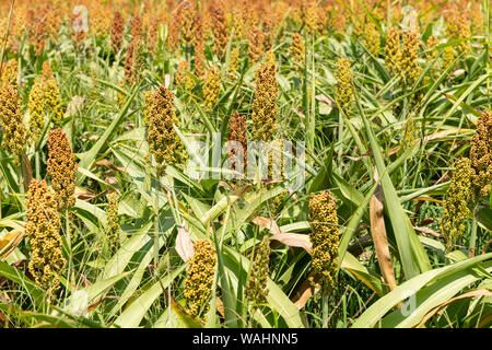 Mil ou sorgho dans un champ. Il est largement cultivé dans les régions chaudes et est une source importante de céréales et d'aliments pour bétail. Banque D'Images