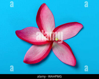 Belle Plumeria rubra Linn sur fond bleu Banque D'Images