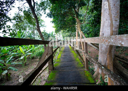 Paysage de jungle. Pont en bois à misty dans la forêt tropicale de la réserve naturelle de Nam Cat Tien dans la province de Dong Nai, au Vietnam Banque D'Images