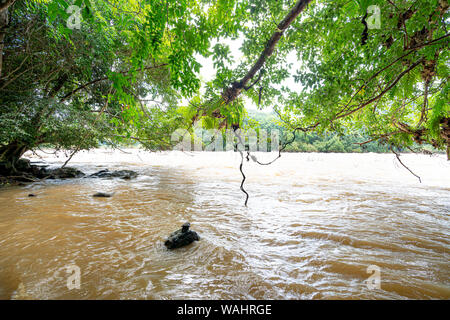 C'est une grande rivière dans le parc national de Nam Cat Tien à Dong Nai, Vietnam. Banque D'Images