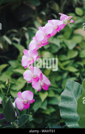 Fleurs orchidée violet dans le jardin en fleurs Banque D'Images