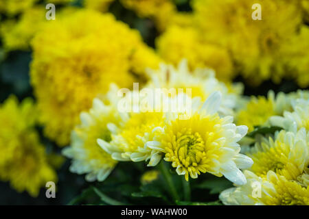 Fleur de chrysanthème jaune dans le jardin avec l'arrière-plan flou Banque D'Images