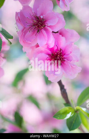 Rose en fleurs de prunier avec arrière-plan flou Banque D'Images