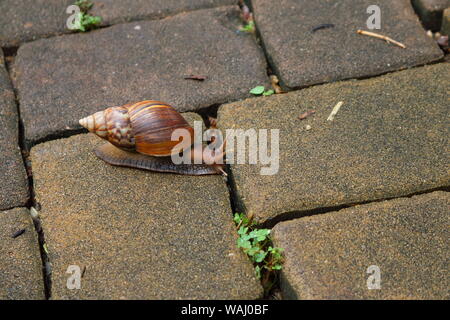 Libre d'un escargot ramper sur le pavé, slow life concept Banque D'Images