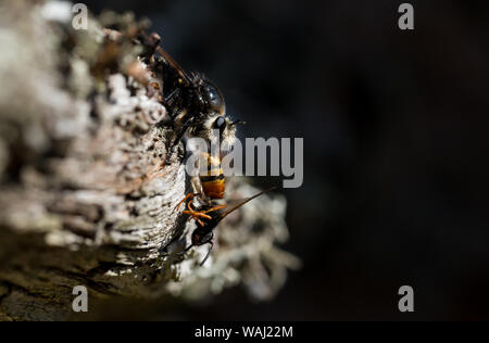 Agrandir l'Apiculture comme brigand voler avec les proies Banque D'Images