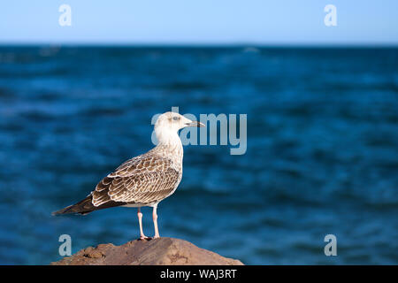 Une jeune mouette se dresse sur une pierre contre la toile de fond de la mer Noire. Le concept de voyage, loisirs, de liberté, de bonheur. Banque D'Images