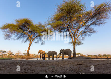 L'Afrique, Botswana, Senyati Safari Camp. Les éléphants s'abreuver à trou d'eau. En tant que crédit : Wendy Kaveney Jaynes / Galerie / DanitaDelimont.com Banque D'Images