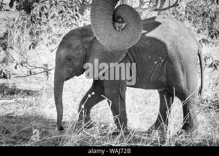 L'Afrique, Botswana, Chobe National Park. Noir et blanc de veau éléphant close-up. En tant que crédit : Wendy Kaveney Jaynes / Galerie / DanitaDelimont.com Banque D'Images