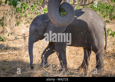 L'Afrique, Botswana, Chobe National Park. Elephant calf et tronc recourbé close-up. En tant que crédit : Wendy Kaveney Jaynes / Galerie / DanitaDelimont.com Banque D'Images