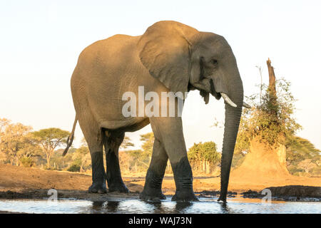 L'Afrique, Botswana, Senyati Safari Camp. Éléphant à trou d'eau. En tant que crédit : Wendy Kaveney Jaynes / Galerie / DanitaDelimont.com Banque D'Images