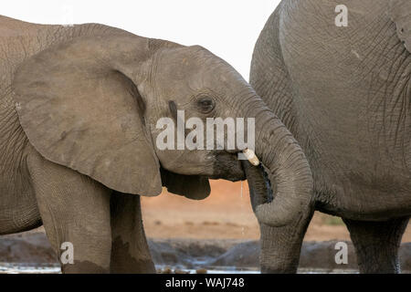 L'Afrique, Botswana, Senyati Safari Camp. Des éléphants au trou d'eau. En tant que crédit : Wendy Kaveney Jaynes / Galerie / DanitaDelimont.com Banque D'Images