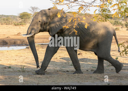 L'Afrique, Botswana, Senyati Safari Camp. La marche de l'éléphant. En tant que crédit : Wendy Kaveney Jaynes / Galerie / DanitaDelimont.com Banque D'Images