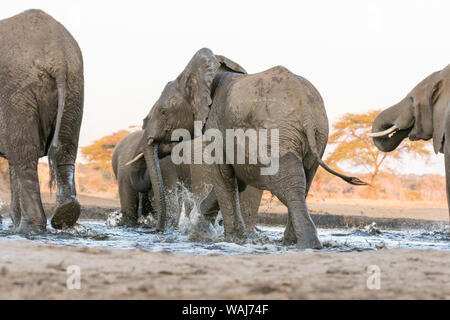 L'Afrique, Botswana, Senyati Safari Camp. Des éléphants au trou d'eau. En tant que crédit : Wendy Kaveney Jaynes / Galerie / DanitaDelimont.com Banque D'Images