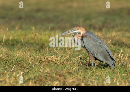 L'Afrique, Botswana, Chobe National Park. Goliath heron, Heron la plus importante du monde. En tant que crédit : Wendy Kaveney Jaynes / Galerie / DanitaDelimont.com Banque D'Images