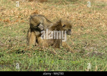 L'Afrique, Botswana, Chobe National Park. Les jeunes babouins toilettage. En tant que crédit : Wendy Kaveney Jaynes / Galerie / DanitaDelimont.com Banque D'Images