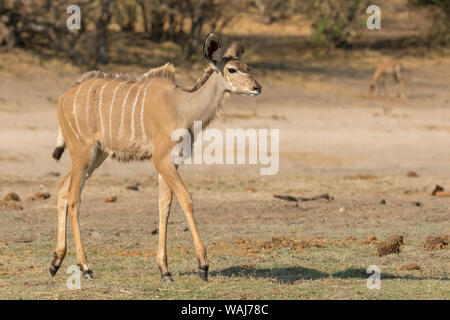 L'Afrique, Botswana, Chobe National Park. Koudou femelle marche à pied. En tant que crédit : Wendy Kaveney Jaynes / Galerie / DanitaDelimont.com Banque D'Images