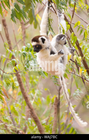 L'Afrique, Madagascar, Berenty Réserve. Une femelle propithèque de verreaux (Propithecus verreauxi) manger les feuilles avec ses jeunes. Banque D'Images