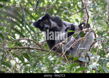 L'Afrique, Madagascar, Parc Mantadia- Andasibe Andasibe, Parc National, l'Indri. Le plus grand, le lémurien indri, assis haut dans les branches des arbres où il se nourrit de variétés de feuilles. Banque D'Images