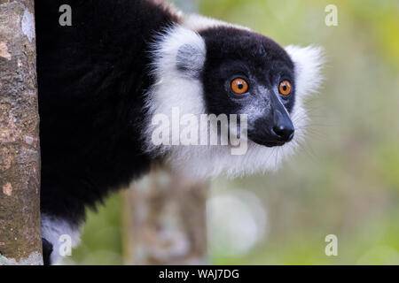 L'Afrique, Madagascar, Akanin'ny Nofy réserver. Portrait d'un noir et blanc de la gélinotte lemur (Le Varecia variegata). Banque D'Images