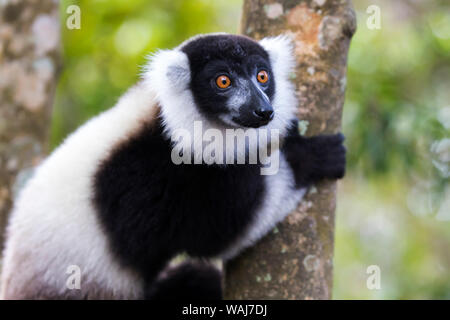 L'Afrique, Madagascar, Akanin'ny Nofy réserver. Portrait d'un noir et blanc de la gélinotte lemur (Le Varecia variegata). Banque D'Images