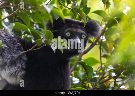 L'Afrique, Madagascar, Akanin'ny Nofy réserver. L'Indri, le plus grand lémurien, accroché à un arbre avant de faire le saut de l'établissement. Banque D'Images