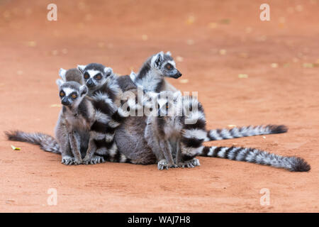 L'Afrique, Madagascar, Amboasary, Berenty Réserve. Groupe d'ring-tailed lémuriens blottis ensemble pour plus de chaleur dans le froid matinal. Banque D'Images