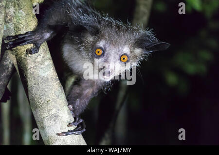 L'Afrique, Madagascar, Ile Roger. Portrait de l'aye-aye sur un tronc d'arbre. Banque D'Images