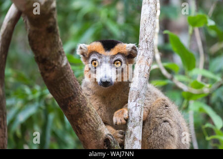 L'Afrique, Madagascar, Akanin'ny Nofy réserver. Lémurien couronné mâle avec son bouchon noir accroché à un tronc d'arbre. Banque D'Images