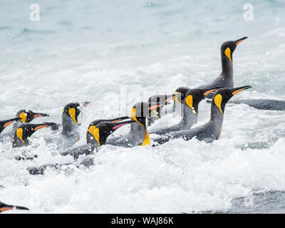 Manchot royal (Aptenodytes patagonicus) sur l'île de Géorgie du Sud, le Rookery dans la plaine de Salisbury dans le Bay of Isles. Les adultes à venir à terre. Banque D'Images