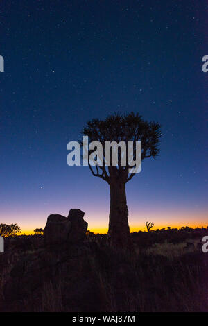 L'Afrique, la Namibie. Crépuscule dans une forêt Quiver Tree. En tant que crédit : Dennis Kirkland / Jaynes Gallery / DanitaDelimont.com Banque D'Images