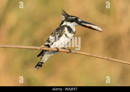 L'Afrique, le Zimbabwe, les chutes Victoria. Pied Kingfisher avec la prise de poisson. En tant que crédit : Wendy Kaveney Jaynes / Galerie / DanitaDelimont.com Banque D'Images