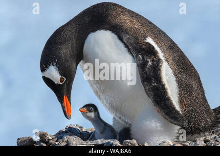 L'antarctique, péninsule antarctique, Jougla Point. Gentoo pingouin et Poussin. Banque D'Images