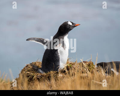 Gentoo pingouin (Pygoscelis papua) sur son nid à Godthul en Géorgie du Sud. Banque D'Images