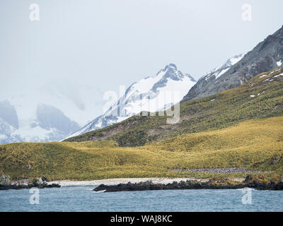 Manchot à Jugulaire (Pygoscelis antarctica), près de Cooper Bay en Géorgie du Sud. C'est la plus au nord dans le monde entier et l'accès de the rookery est interdite. Banque D'Images