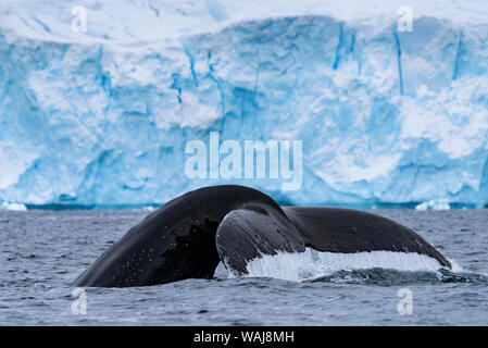 La péninsule antarctique, l'Antarctique, Errera Channel. Baleine à bosse la plongée. Banque D'Images