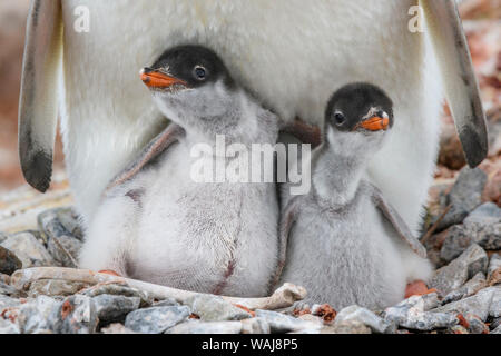 La péninsule antarctique, l'Antarctique, Jougla Point. Gentoo pingouin poussins, sœur de l'amour. Banque D'Images