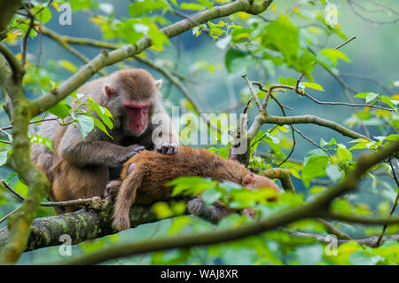 Nature des macaques (Macaca mulatta) près de dix mille bouddhas Monastery, Sha Tin, Hong Kong, Chine. Banque D'Images
