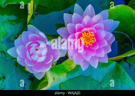 Nénuphar rose Nénuphar Vert Jardin botanique VanDusen vivaces, Vancouver, Colombie-Britannique, Canada. Banque D'Images