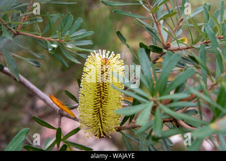 L'Australie, la Tasmanie. Cradle Mountain-Lake St Clair National Park, l'Overland Track. Fleur connue sous le nom de Banksia Australian honeysuckle Banque D'Images