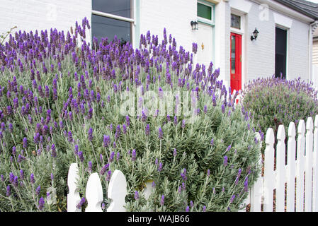 L'Australie, la Tasmanie, Hobart. La lavande en fleurs entrée colorée à ce point de la bataille du quartier historique, maison rurale. Banque D'Images