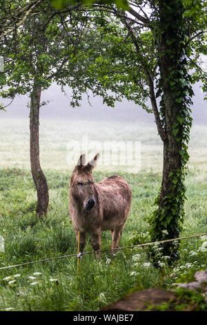 La France, la garrigue. Mas de Garrigue, mule dans le pré (PR) Banque D'Images