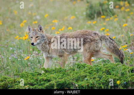 La fin du printemps Coyote Banque D'Images