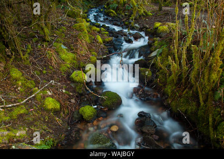 Stream dans la forêt tropicale près d'Alice Lake Provincial Park. Squamish, British Columbia, Canada. Banque D'Images