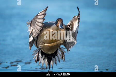 Canard pilet (Anas) aiguë a une large répartition géographique dans les latitudes nord. Banque D'Images