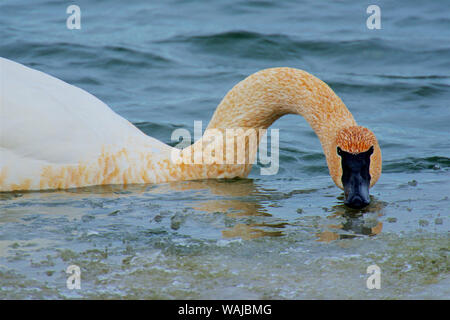 Cygne trompette (Cygnus buccinator) sur la rivière en hiver. Anciennement, cette disparition d'oiseaux les plus lourds en Amérique du Nord est maintenant rétablie. La couleur rouille est de se nourrir sur le fond de la rivière. Banque D'Images