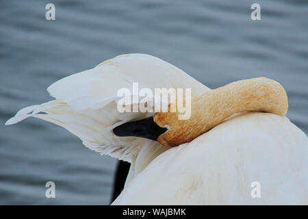 Le cygne sur la rivière en hiver. Banque D'Images